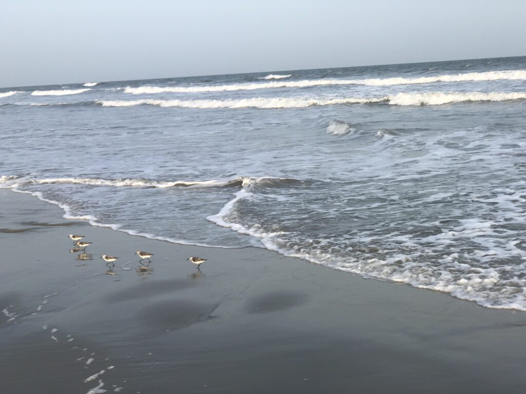 Gentle Waves and Warm Water in Kiawah Island, SC