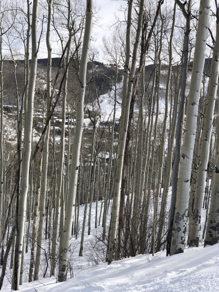 Beautiful Aspen Trees Abound during Epic Annual Father-Son Ski Trip to Beaver Creek