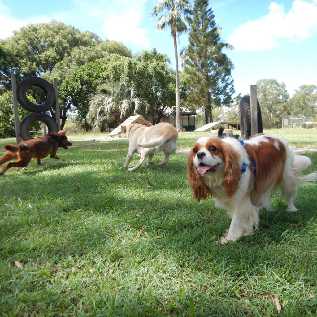 Empty Nesters Take Dogs for Playdates at the Dog Park