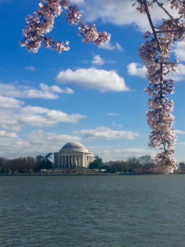 Majestic Jefferson Memorial alongside Cherry Blossoms in Washington, D.C.