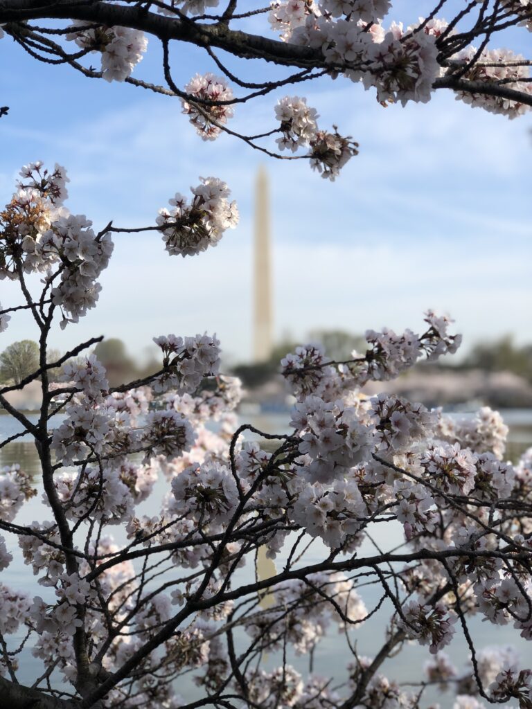 Cherry Blossom Time is a Festive Time in Washington, D.C.