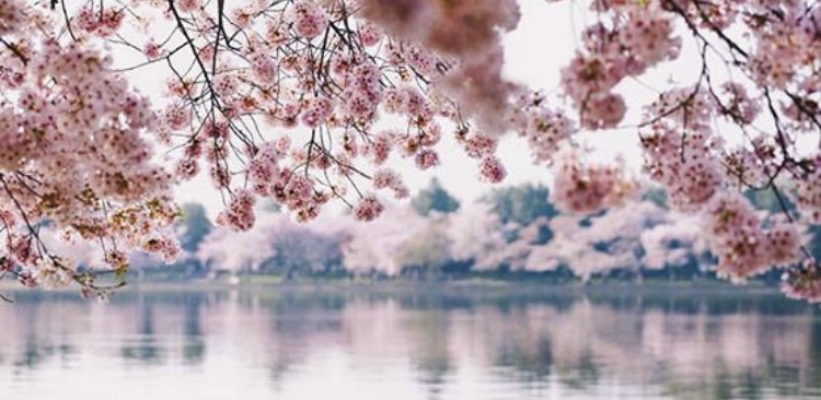 Beautiful D.C. Cherry Blossom Trees Were A Gift of Friendship from Japan