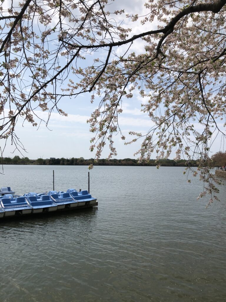 Paddleboating along the Tidal Basin is a great way to Enjoy Everything Cherry Blossom in Washington, D.C.
