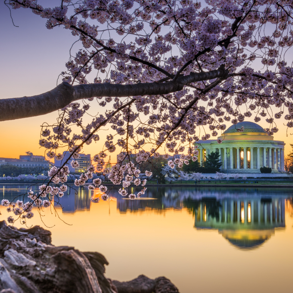 Washington, D.C. Monuments Glow in the Moonlight alongside Cherry Blossoms