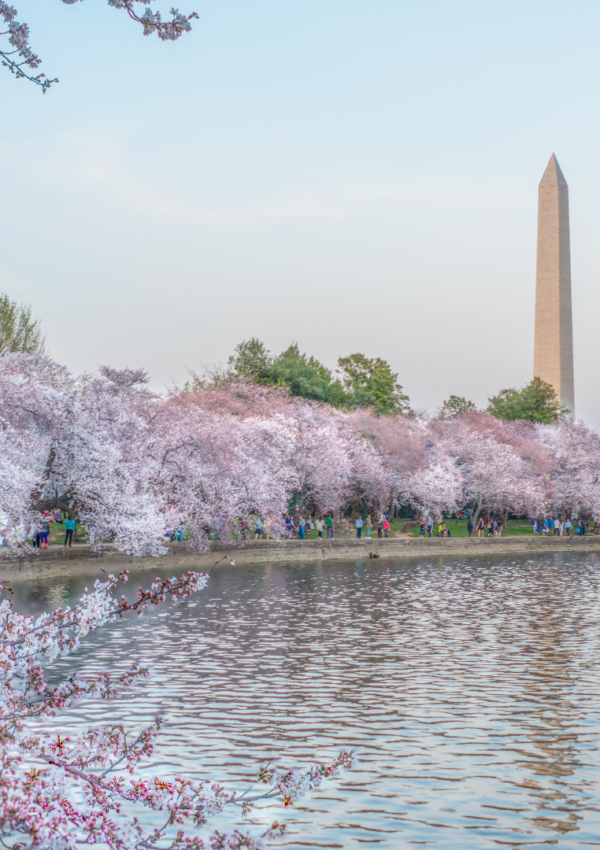 Enjoy Washington, DC Cherry Blossom Style