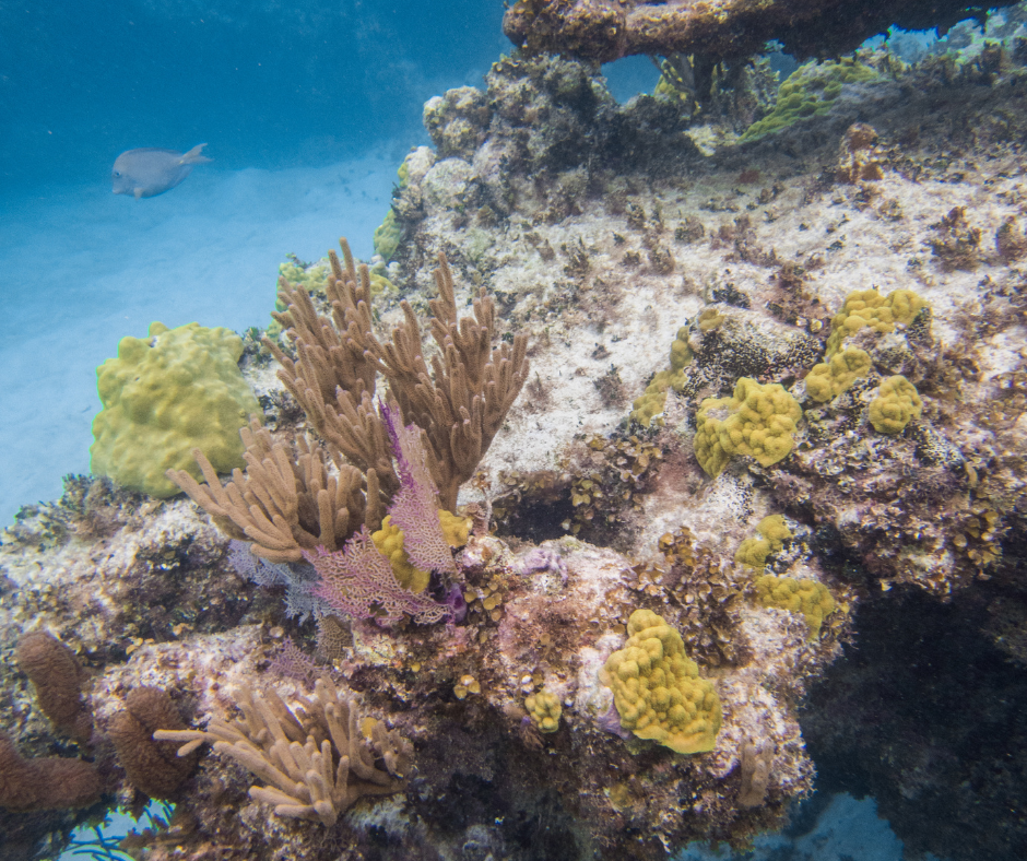 Enjoy beautiful Coral Reefs while Snorkeling at Top Stop Anegada when Sailing Through Paradise in the British Virgin Islands