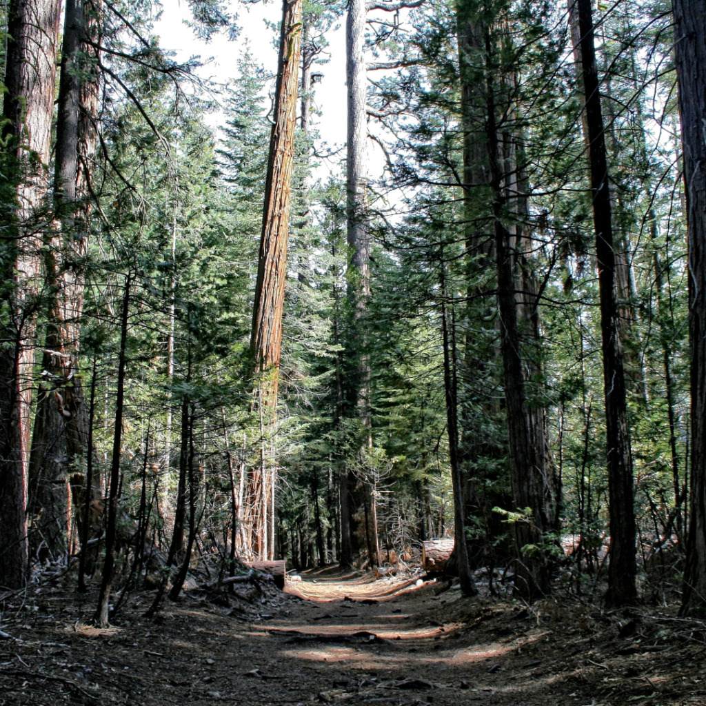 Explore American's Beauty under Yosemite National Park's Giant Sequoia Trees 