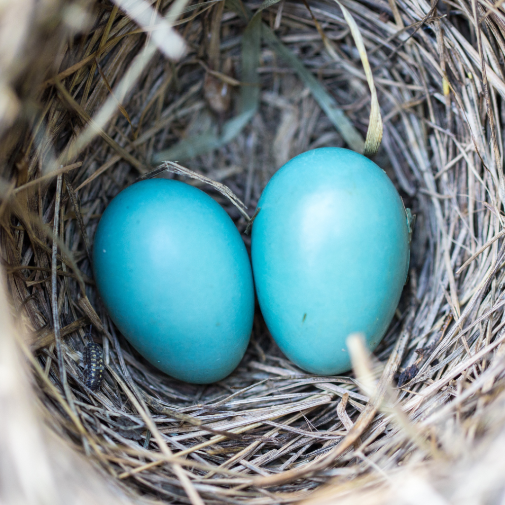 Baby chicks are back in the nest as renesters