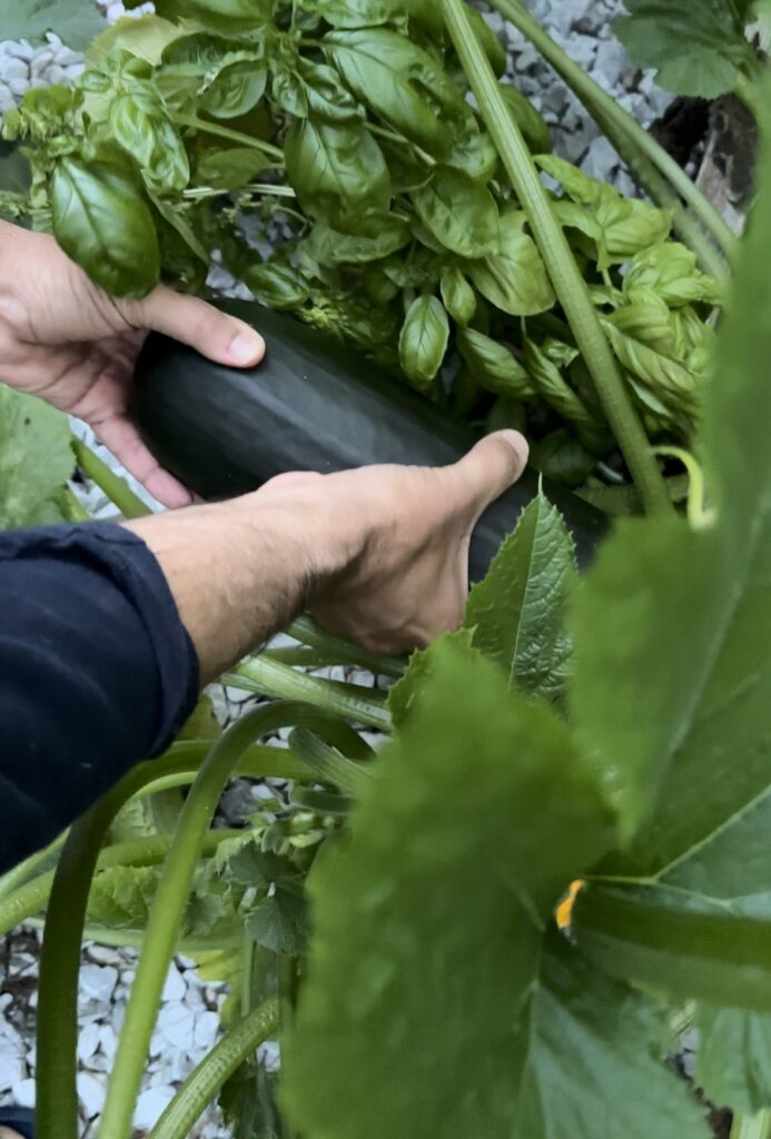 Zucchini is a nutritious powerhouse that can easily be grown at home