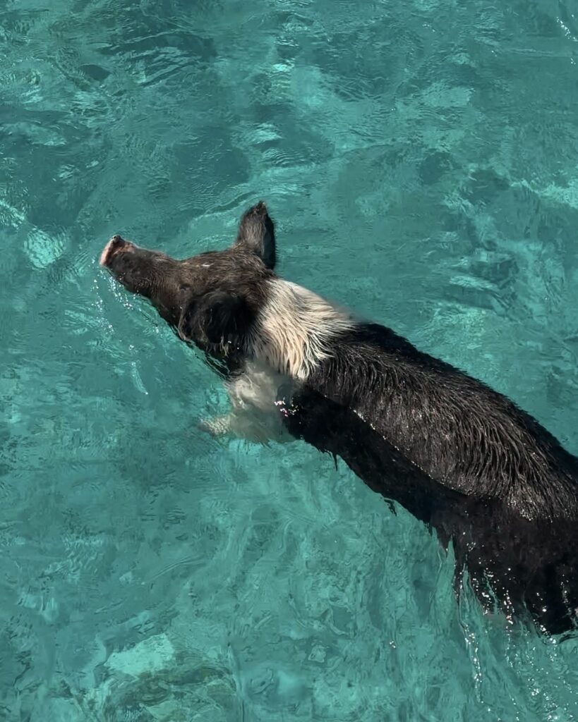 A short boat ride takes you to Pig Beach from Staniel Cay