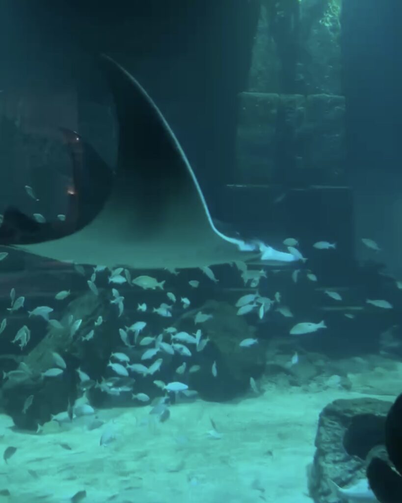 The Atlantis Aquarium is always a sight to see